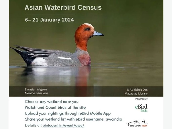 Asian Waterbird Census 2024 Bird Alliance