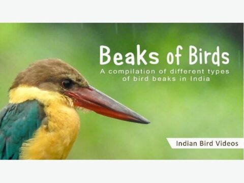 Beaks Of Birds: Learning About Beak Adaptations Of Indian Birds - Bird ...