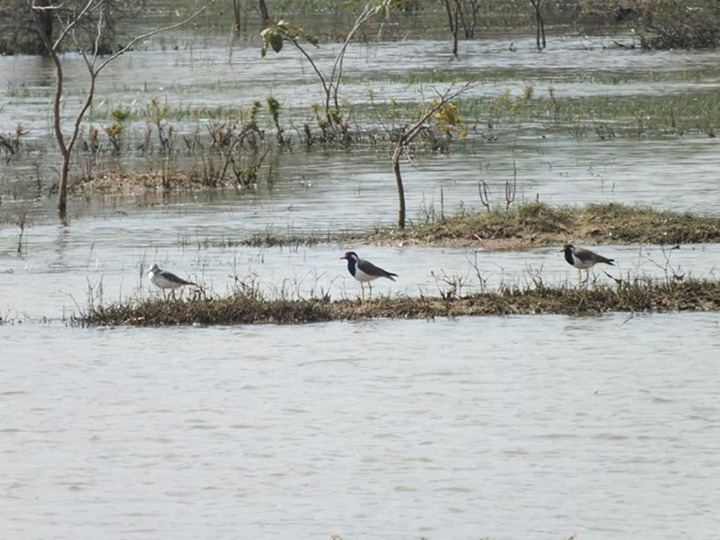 Bihar and Andhra to Step up Conservation of Migratory Birds, Will Establish  Two Ringing Stations - News18
