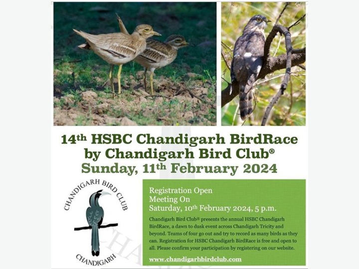 Chandigarh Bird Race