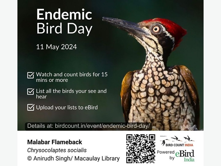 Endemic Bird Day