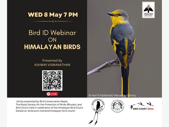 Webinar: Himalayan Birds